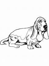 Dog Basset Coloring Pages sketch template