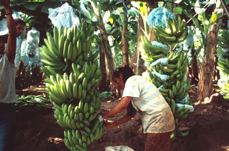 Banana Tree - Musa spp. | Fruit Crops