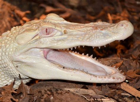 Albino Alligator Wallpapers - Wallpaper Cave