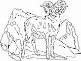 Mountain Goat Coloring Pages sketch template