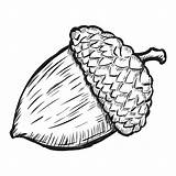 Printable Acorn Coloring Pages sketch template