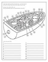 Printable Human Cell Coloring Pages sketch template