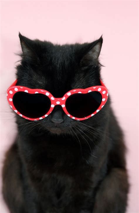 Hold Up! A Cat Festival Is Coming To London | Cat wearing glasses, Cool ...