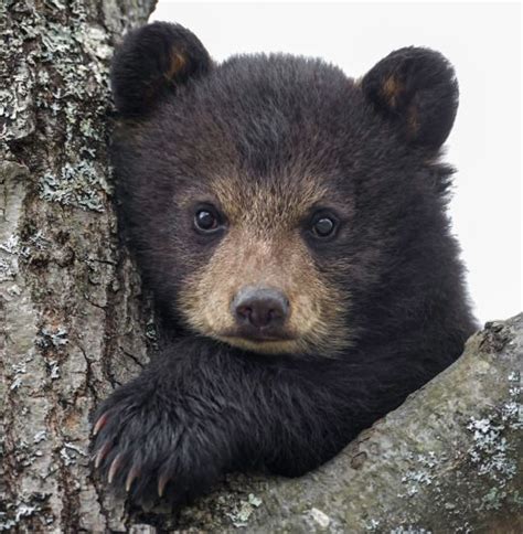 The Beauty of Wildlife ... beautiful-wildlife: Little Cub by Daniel ...