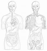 Human Organs Coloring And Drawing For Kids Drawings sketch template