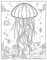 22 Jellyfish Coloring Pages Free PDF Printables sketch template
