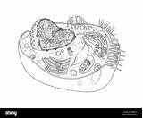 Disegno Da Colorare Cellula Animale E Vegetale Coloring sketch template