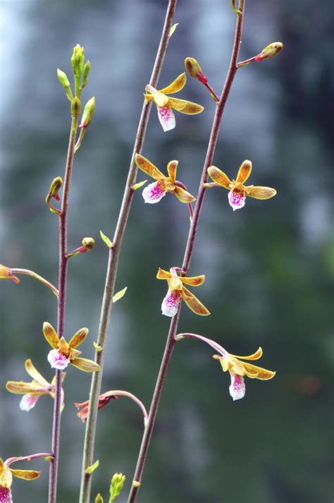 Eulophia graminea (Chinese Crown Orchid, Grass Leaved Eulophia): Go Orchids