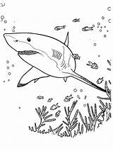 Shark coloring Pages  ColoringLib sketch template