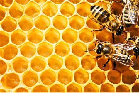 Honeycomb Geometry In Nature, Sacred Geometry, Working Bee, Honey Mustard Dressing, Dijon ...