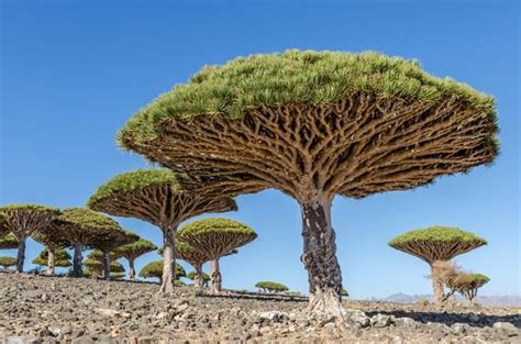 Dracaena cinnabari o l'albero del sangue di drago... | AntielARt ...