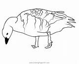 Brent Goose 4 Coloring Page For Kids  Free Swans And Geese Printable sketch template
