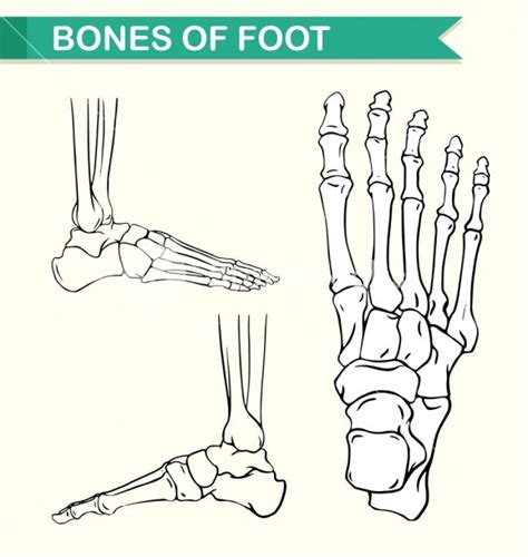 Diagram Of Bones Of The Foot