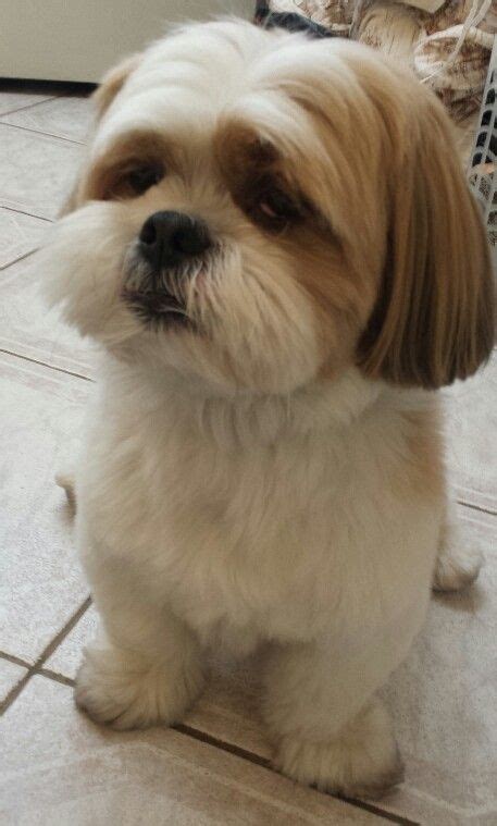 11 Lhasa apso haircuts ideas | lhasa apso, lhasa, shih tzu