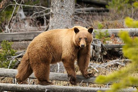 1,000+ Black Bear Yellowstone National Park Stock Photos, Pictures & Royalty-Free Images - iStock