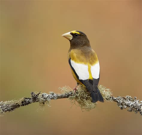 Perch Birds :: Stock Wildlife Images including Loon Images, Moose ...