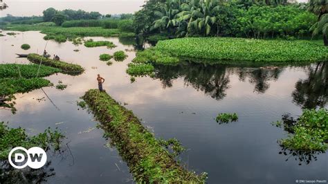 Climate change: Bangladeshi farmers turn to hydroponics to stay afloat ...