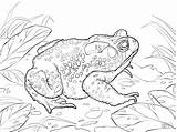 Toads Coloring Page For Kids  ColoringBay sketch template