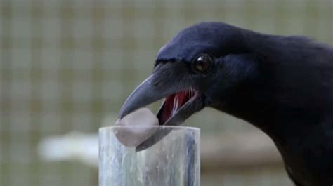 The ultimate problem solvers? A wild crow solves a puzzle in 8 parts – The Kid Should See This