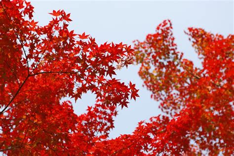 Free Images : nature, branch, sunlight, fall, foliage, red, season, maple tree, maple leaf ...
