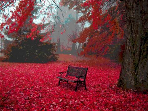 Red Autumn Leaves HD desktop wallpaper : Widescreen : High Definition : Fullscreen