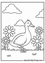 Free Printable Duck Coloring Pages sketch template