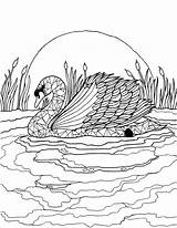 Swan Coloring Pages  ColoringBay sketch template