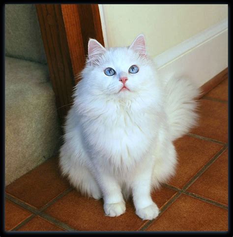 white ragdoll | Cutest kitten breeds, Kitten breeds, Pretty cats