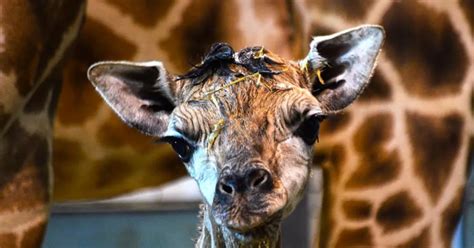 Adorable baby giraffe rejected by her mum - so now zoo staff have to ...