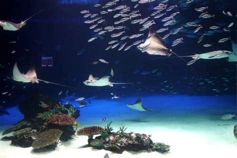 30+ Sunshine City Aquarium Stock Photos, Pictures & Royalty-Free Images ...