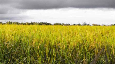 Organic Farming In Karnataka, How To Start | Agri Farming