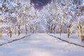 Winter Snow Forest Wonderland Scenery Backdrop M10-61 – Dbackdrop