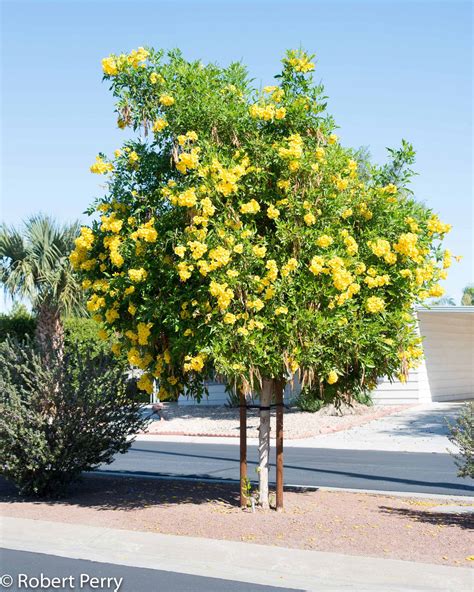 Yellow bells + cv - Waterwise Garden Planner