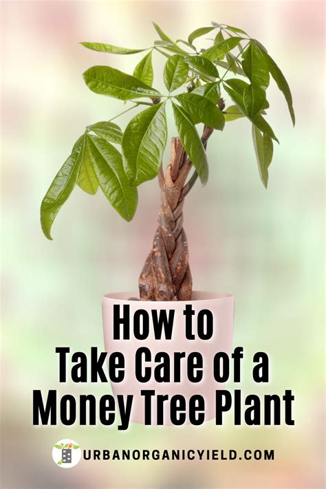 How to Take Care of a Money Tree Plant | Money tree plant, Money tree ...