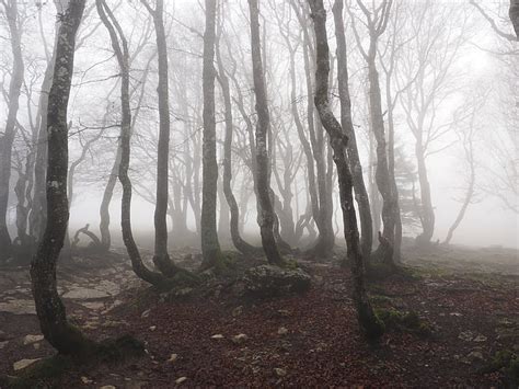 Free photo: beech wood, fog, forest, trees, tree trunks, book, foggy | Hippopx