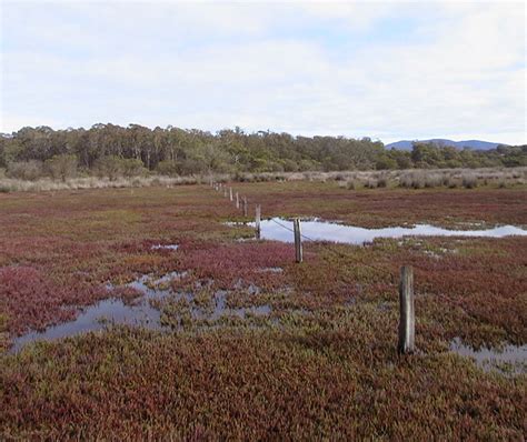 Plants in estuaries | NSW Environment and Heritage