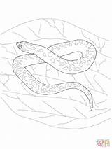 Hognose Snake coloring Page  Free Printable Coloring Pages sketch template