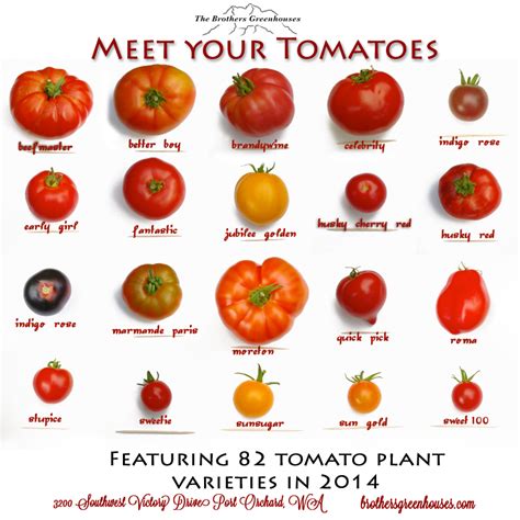 Tomato varieties | Fruits and vegetables list, Varieties of tomatoes ...