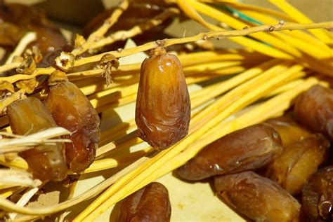 Organic Dates Farming, And Cultivation Practices | Agri Farming