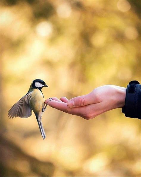 Bird in Hand Theory - Joshua Terry