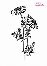 Easy Printable Daisy Coloring Pages For Kids sketch template