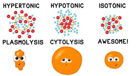 Hypertonic, Hypotonic and Isotonic Solutions! - YouTube | Nursing ...