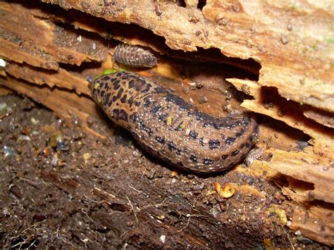 Nature Can Do That?: Leopard Slug