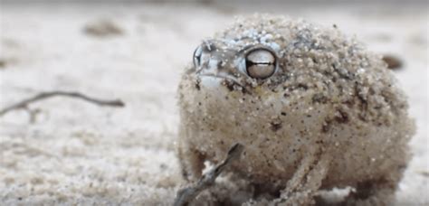 Desert Rain Frog: The Amphibian That Sounds Like A Dog's Chew Toy