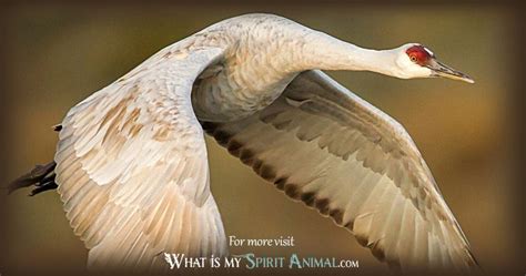 Crane Symbolism & Meaning | Spirit, Totem, & Power Animal