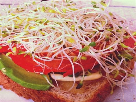 Healthy Snack: Alfalfa Sprouts Open Sandwich | Recipes - Indiatimes.com