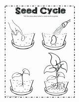 Plant Life Cycle Coloring Pages Pumpkin sketch template