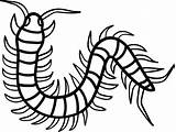 Centipede Coloring Page sketch template