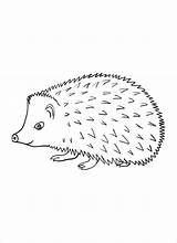 Porcupines Coloring Pages  ColoringBay sketch template