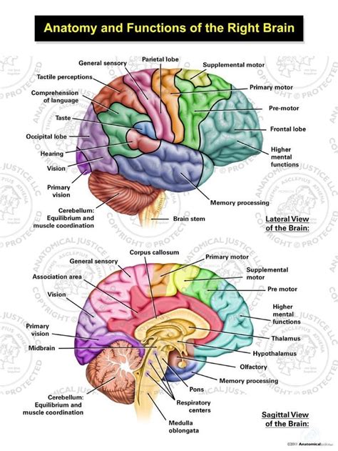 Photos On Nursing School Resources 5A8 | Brain anatomy, Brain anatomy and function, Human ...